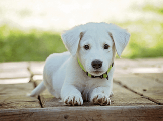 Morsure de tique chien
